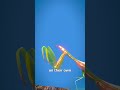 Praying Mantises Eating Heads