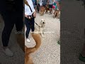 700 Goldens at a bar #goldenretriever #goldenretrieverlife... #Shorts #justin_joung