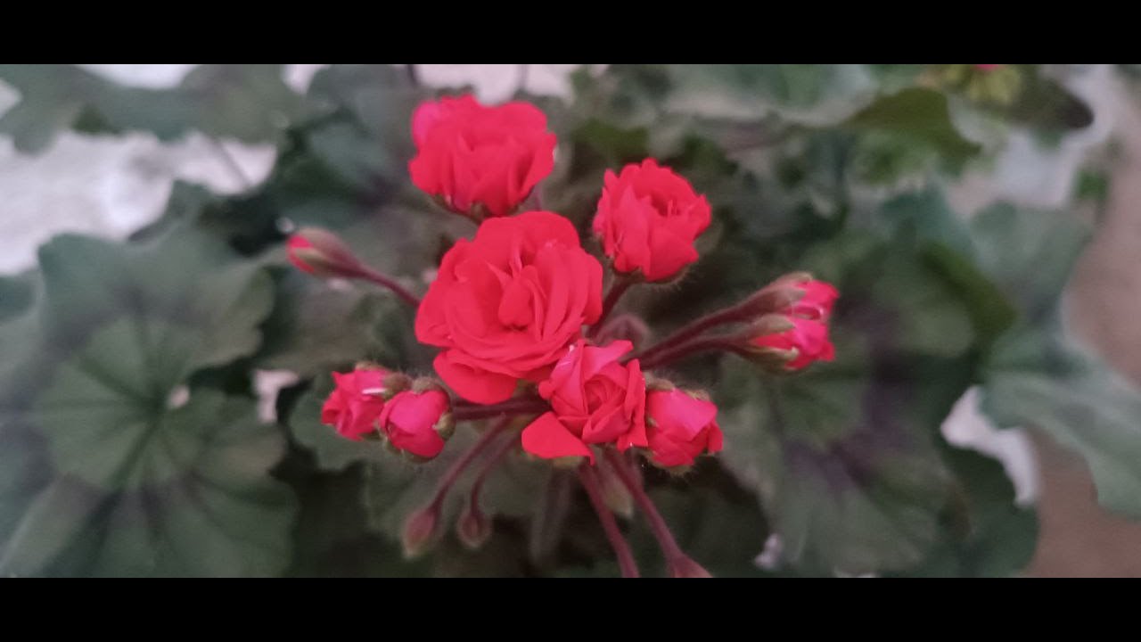 Обзор Пеларгонии Мои подкормки