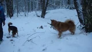 Stanley and Alisa in Belgium, February 03, 2012 by Animal House S&A 153 views 2 years ago 46 seconds