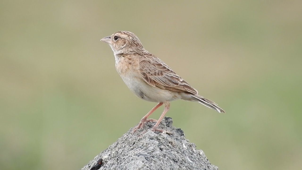 Singing Bushlark with wasp