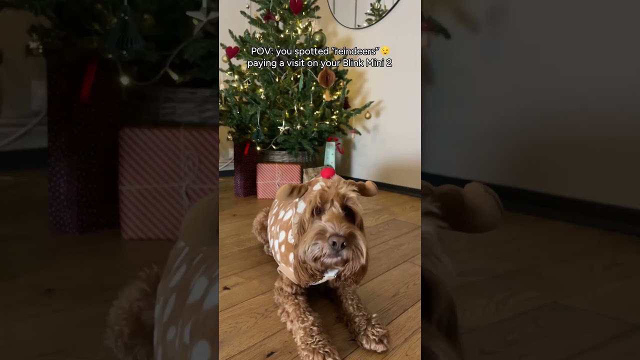 Clever doggo tricks his humans with Blink Mini 2's help