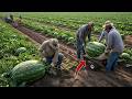The World’s Largest Watermelon Farm: How Watermelons Are Grown from Seed to Harvest