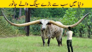 دنیا میں سب سے بڑے سینگ والے جانور  | Animals with The Biggest Horns In The World | Facts in Urdu