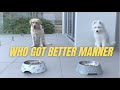 Samoyed Vs Labrador Who Got Better Food Manner?|Cute Samoyed Puppy Compilation