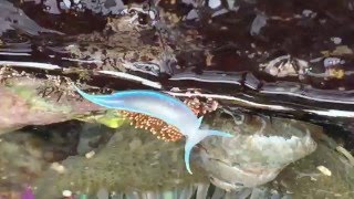 A rare footage of a nudibranch,  Hermissenda crassicornis dancing  and swimming in  tidepools