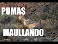Pumas Maullando - Meowing Cougars - Torres del Paine - Chile