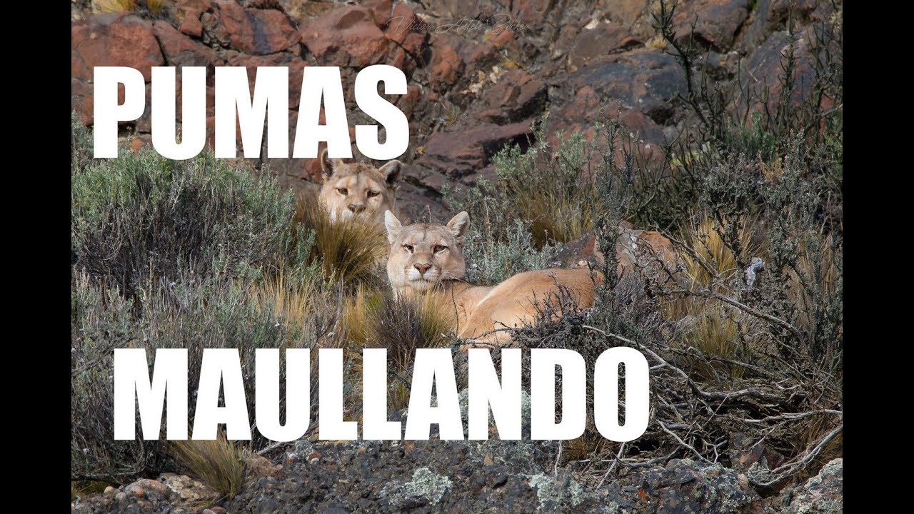 Pumas Maullando - Meowing Cougars - Torres del - Chile -