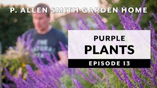 Purple Plants | Perennials & Annuals: Garden Home VLOG (2019) 4K