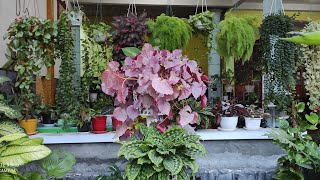 Aneka Tanaman Gantung Yang Mudah Perawatannya Aneka Tanaman Gantung Yang Mudah Perawatannya