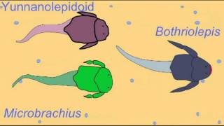 PLACODERM INTERVIEW