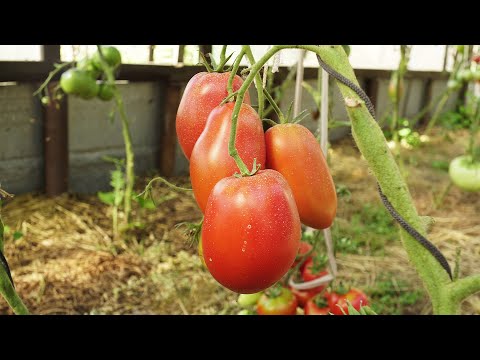 Video: Pomidor Podsinskoye mo''jizasi: xilma-xillik tavsifi, fotosuratlar, sharhlar