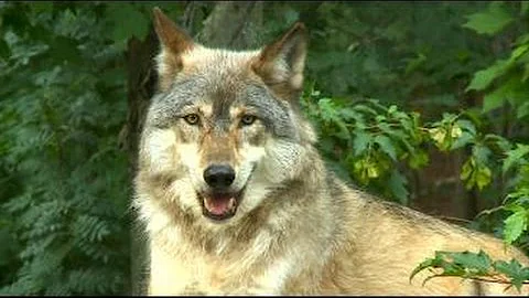 Goin' To The Lake: Dinner's Served At Int'l Wolf C...