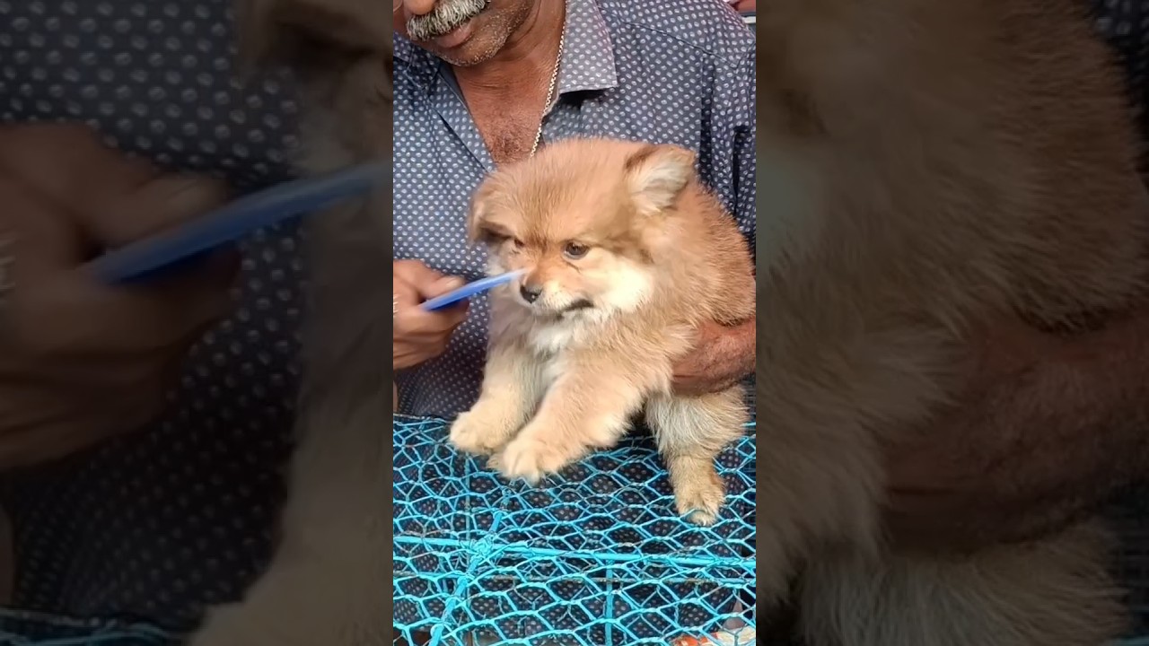 Beautiful culture pom puppy for Rs10K