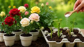 Sprinkle One Spoon! Suddenly, Rose Cuttings Take Root, Sprout, And Bloom All Year Round!