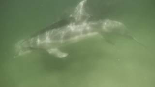 Underwater GoPro footage of Dolphins at Silver Strand State Beach in Coronado
