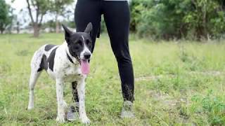 Border Collie and Australian Cattle Blue Heeler Dog Mix Available for Adoption