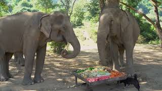 Care for Elephants Cake Merry Christmas