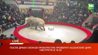 🐘 После драки слонов прокуратура проверит Казанский цирк 22/03/21 LIVE | ТНВ