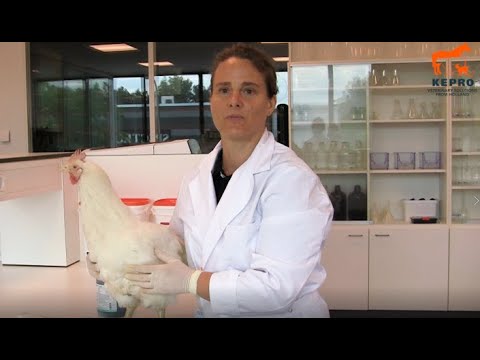 Gut health post mortem -poultry