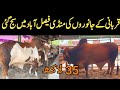 Qurbani k janwer ki mandi faisalabad | cow bull and goats | expensive bull