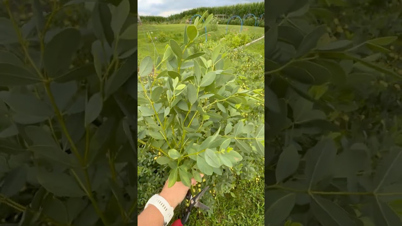 Easy Perennial for Cold Zone Growers : Baptisia: Zone 5 : cut flowers : flower farming