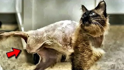 Jemand hat die Katze völlig zerbrochen und in einen kochenden Eimer geworfen!