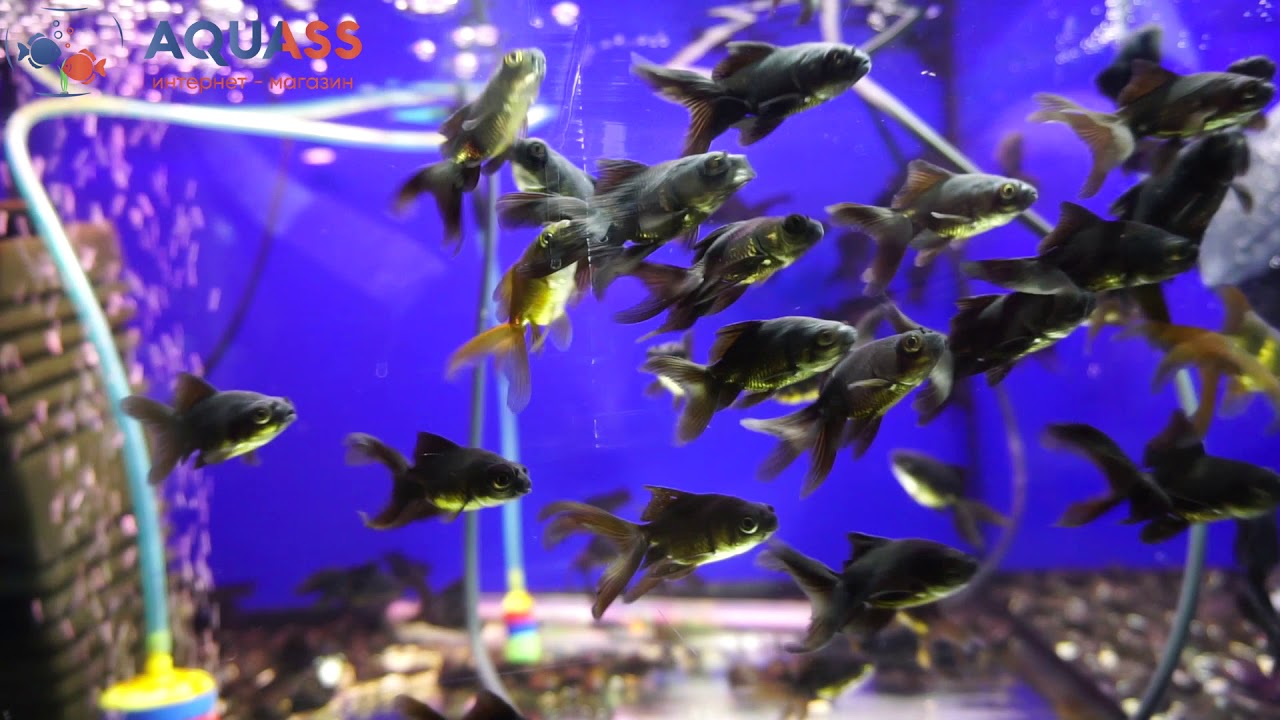 butterfly telescope goldfish black moore butterfly telescope goldfish black moore