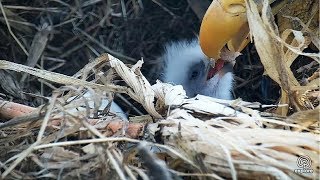 Decorah Iowa Eagles~Breakfast by mom~2018\/04\/02