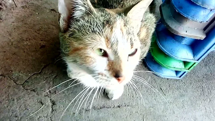 CAT ALMOST EATEN BY HAWK