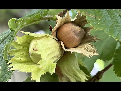 Vidéo: Noisette : plantation et entretien. Planter des noisettes en automne