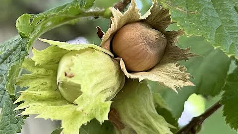 Quand fleuri le noisetier ?