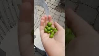 erikler çıkmadan erik yedik yedik ❤️😱😁😚👀