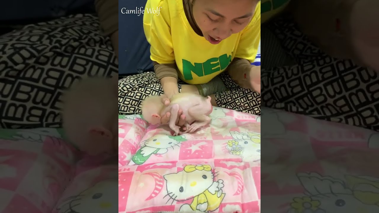 Adorable baby monkey feeling lovely that mummy take care and sharing food to eating delicious