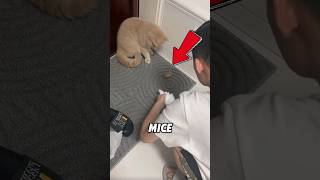 Cat nowadays 😂