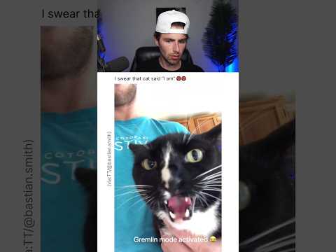 THE MEANEST CAT OF ALL.. 😭