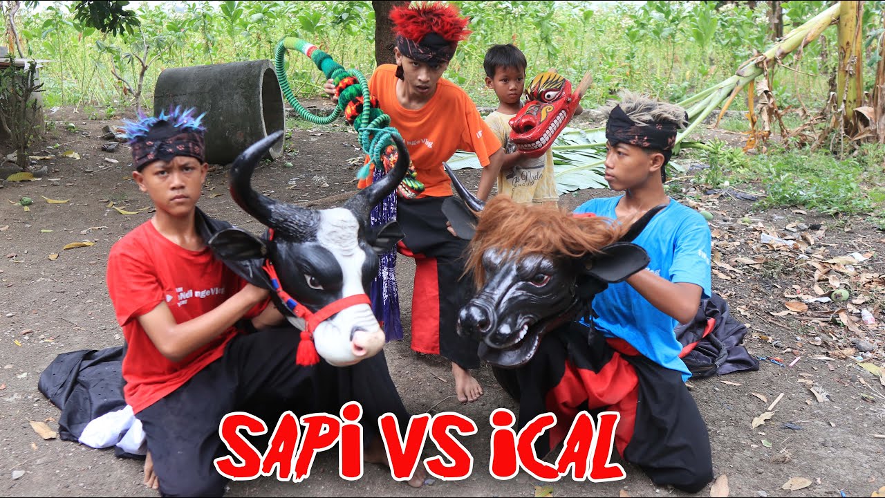 BANTENGAN SAPI BATTLE VS ICAL SAMPAI MBEROT KALAP KERASUKAN DEMIT