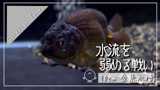 金魚 水槽の水流を弱める為に戦った私の１週間の記録です Youtube