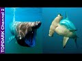 10 Tiburones mas increíbles del mundo