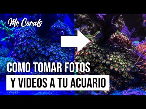 Vídeo: Com Fotografiar Un Aquari