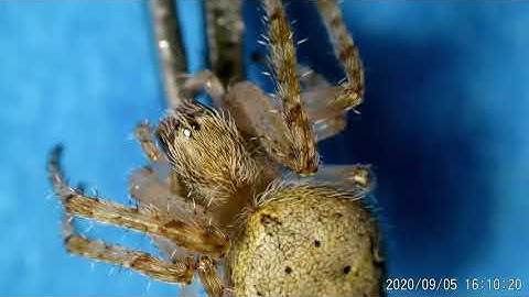 Olympus SZ61TR stereo microscope + HAYEAR HY-2307 14MP industrial camera. Spider