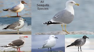 All Seagulls Species Gulls Types