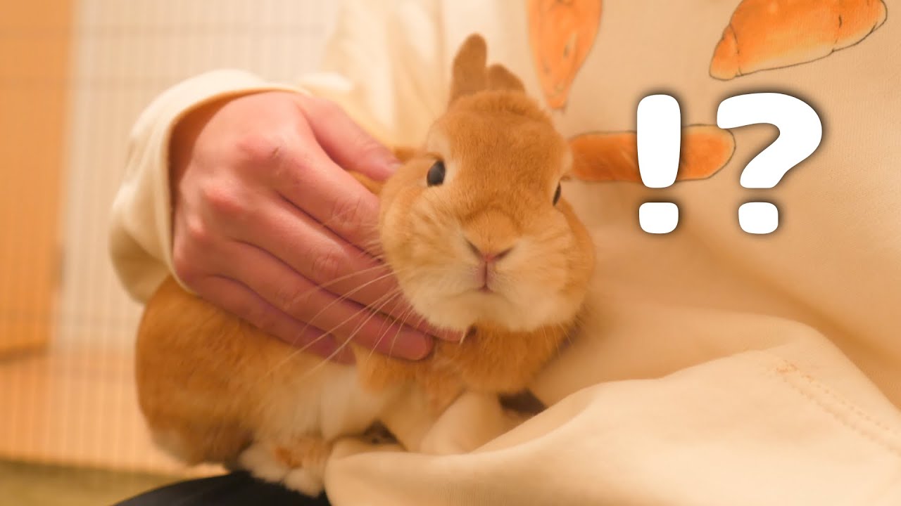 膝上に乗ってくるので捕まえようとすると全力で拒否反応を示すウサギが