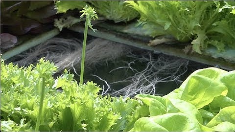 How can I design an energy efficient hydroponics system?