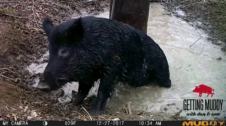 Wild Boar Rubbing Lightpole
