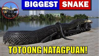 9 Pinak Malaking Ahas Sa Buong Mundo, Totoong Natagpuan