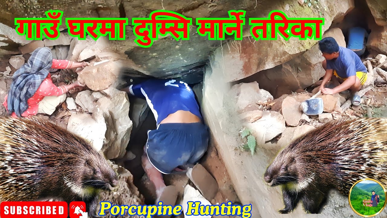 गाउँ घरमा दुम्सि मार्ने तरिका। Porcupine Hunting | Gaughar ma Dumsi Mareako Video Aayo hai Guys🤗🧡🇳🇵
