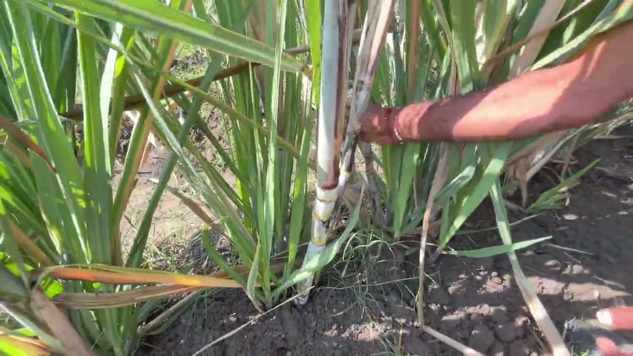 अड़शाली विधि द्वारा गन्ने की खेती ।
