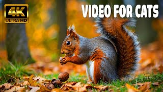 Cat TV for Cats to Watch  Lovely Summer Birds, Squirrels, Chipmunks  1 Hours 4K HDR 60FPS