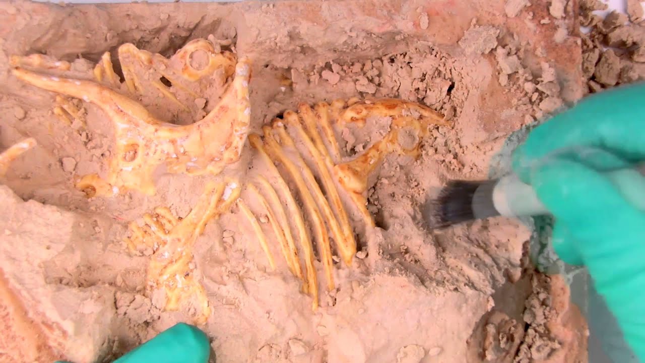 ASMR dinosaur excavation kit (unboxing, scraping, brushing)